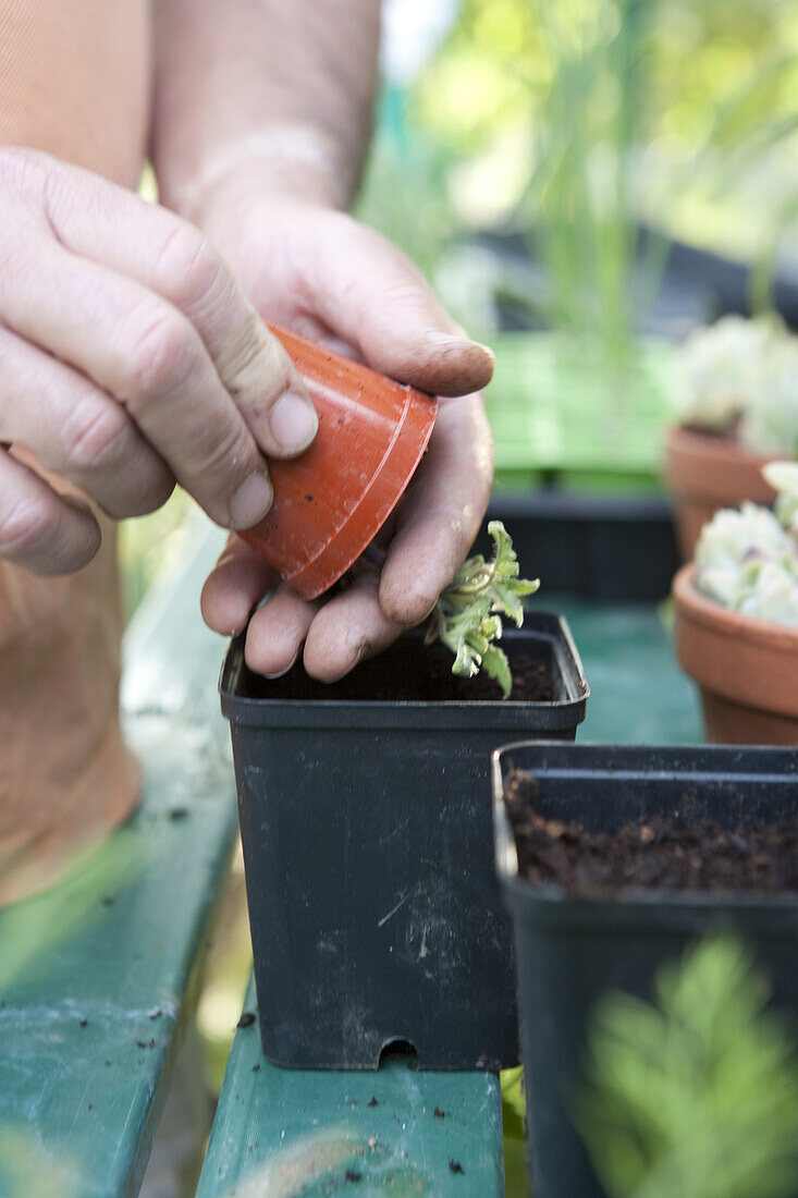 Replanting tomato (Solanum lycopersicum) plant