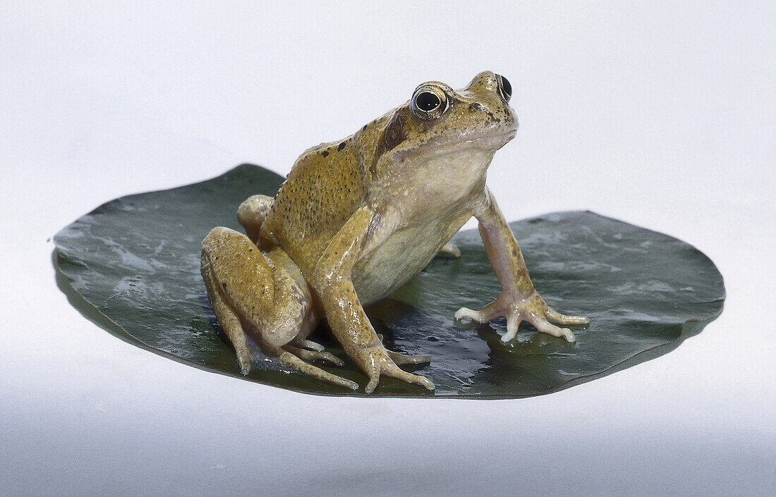 One year old frog on lilypad