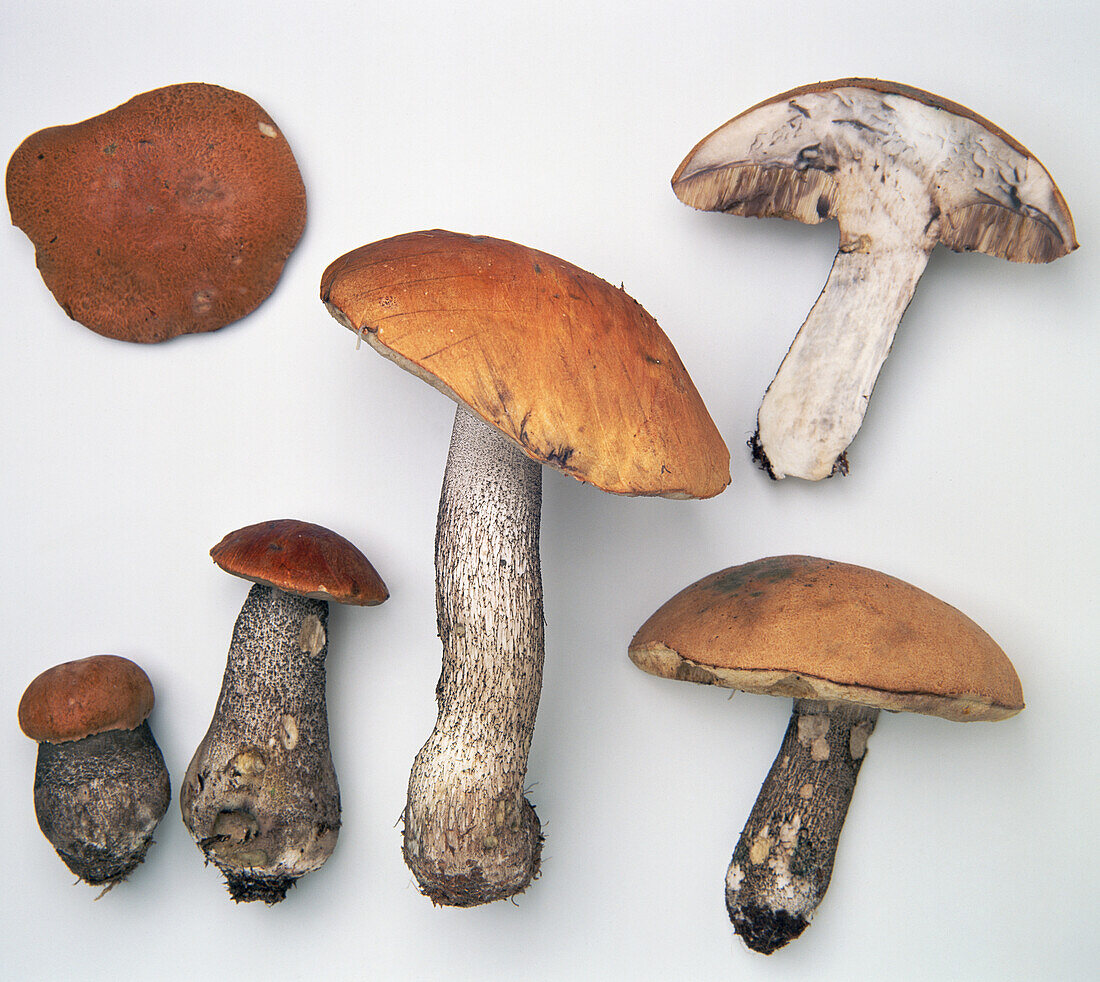 Orange birch bolete mushroom