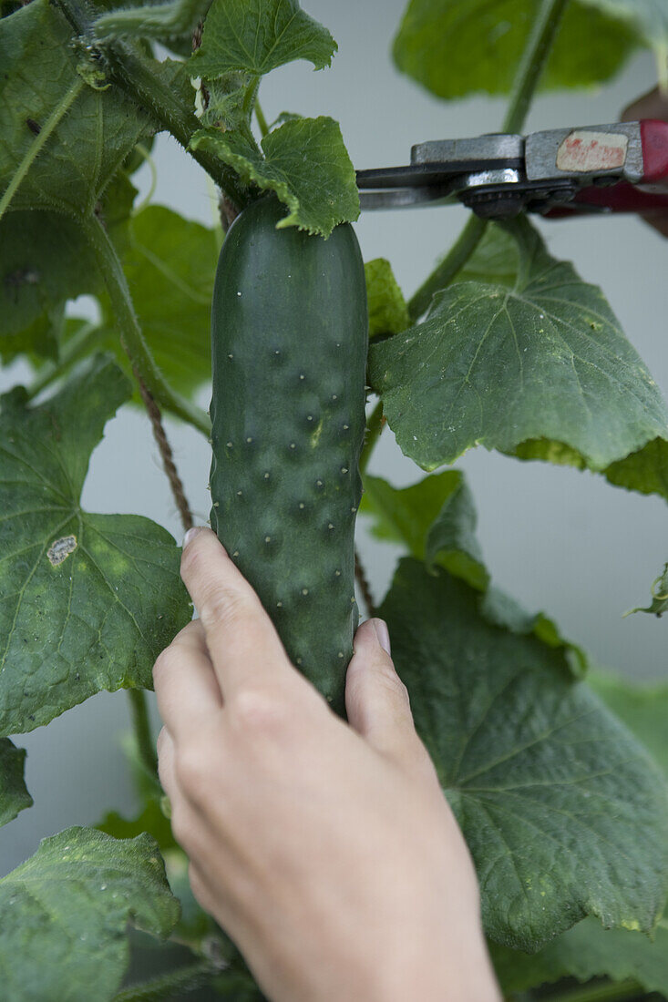 Harvesting cucumber (Cucumis sativus)