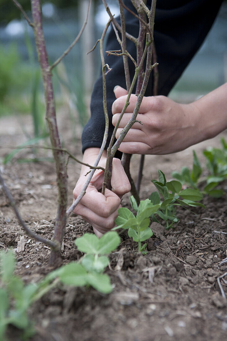 Inserting pea sticks to provide support