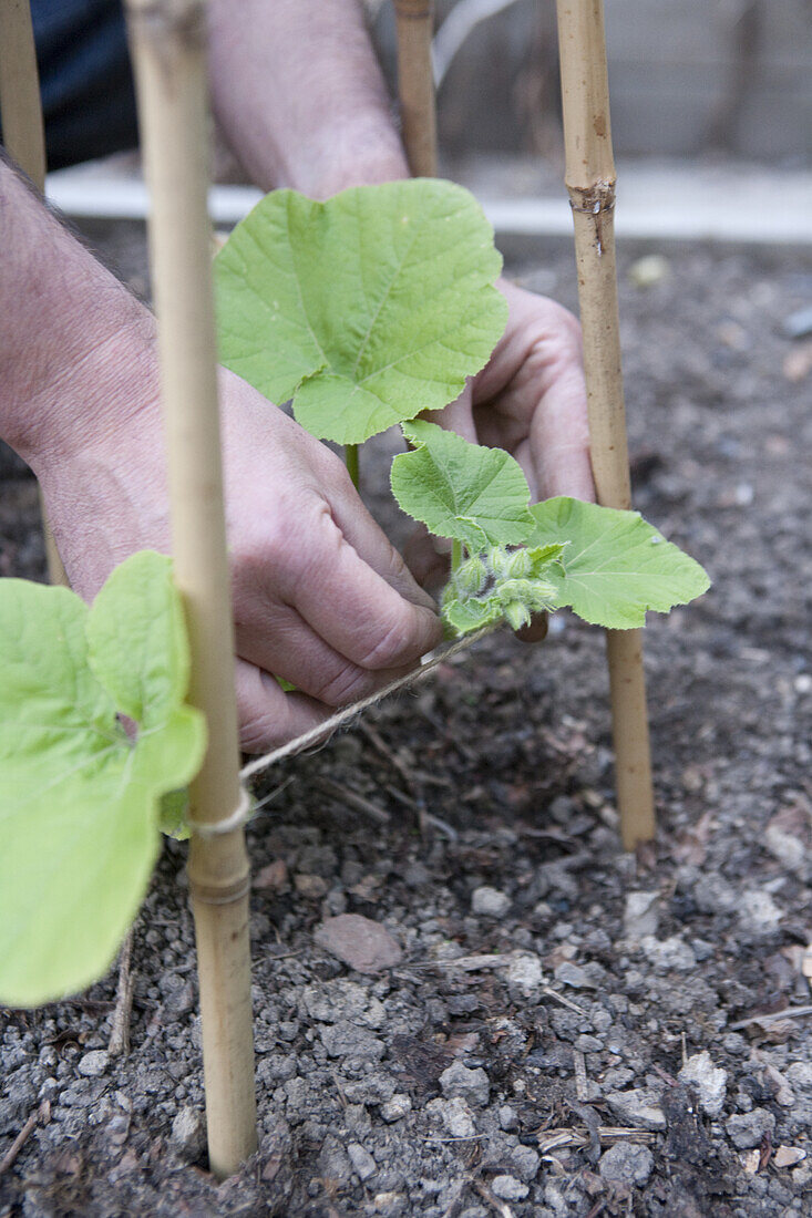 Training stems of winter squash up with bamboo canes