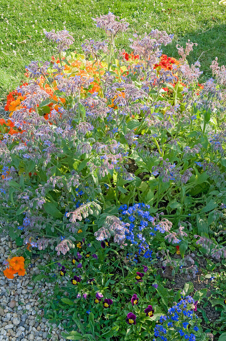 Garden border containing nasturtium and borage in bloom