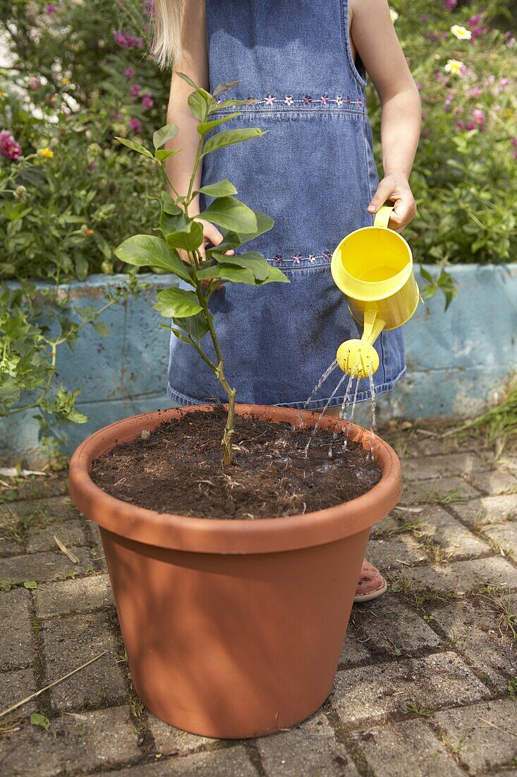 Girl watering lemon tree