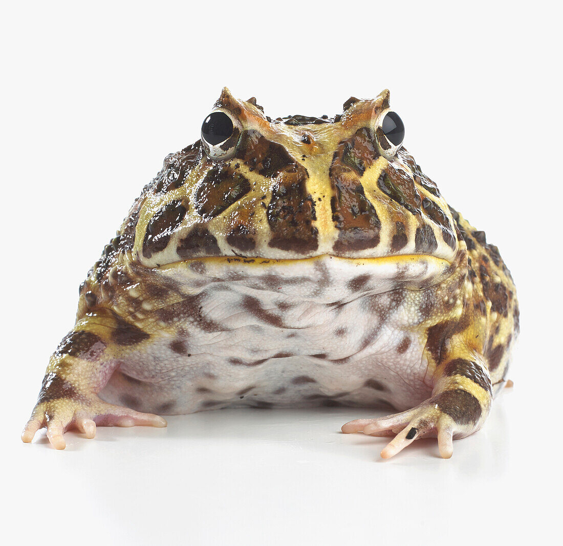 Argentine horned frog
