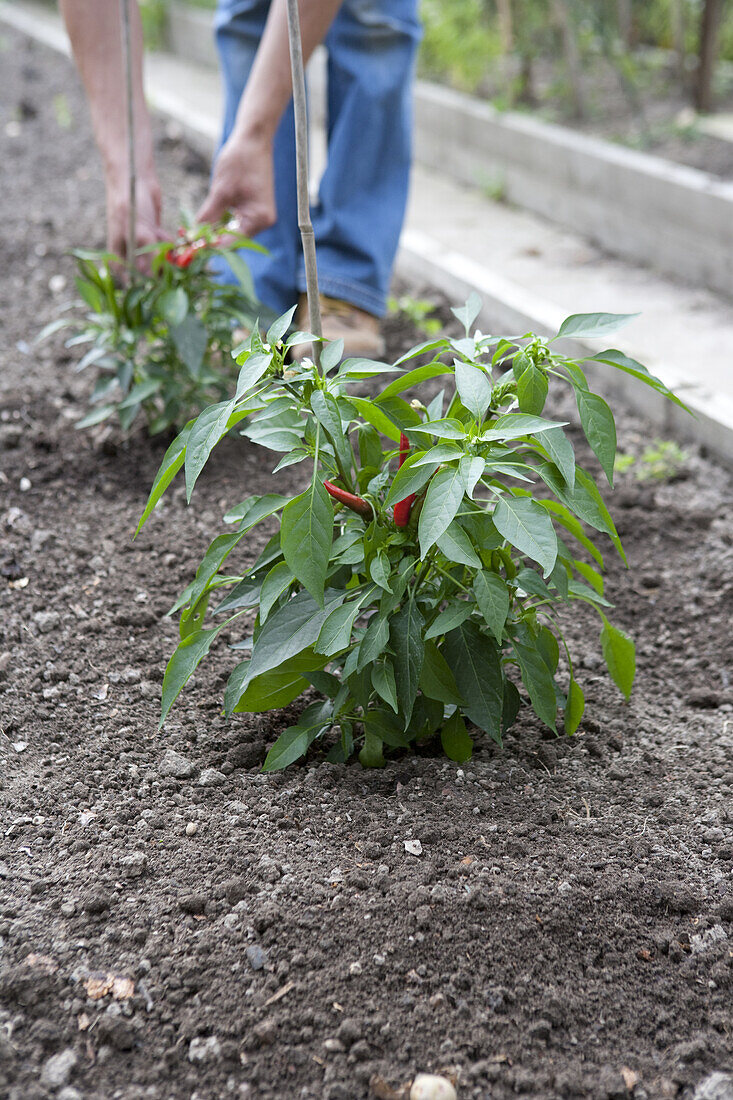 Chilli pepper (Capsicum 'Heatwave')