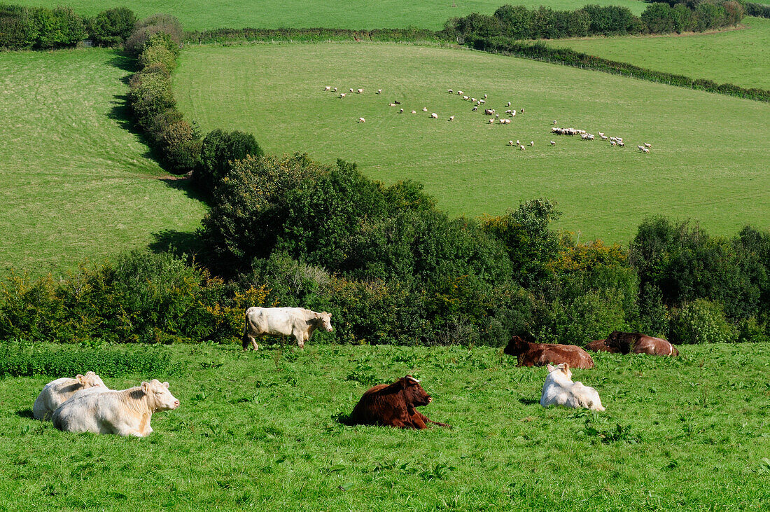Cows and sheep in fields