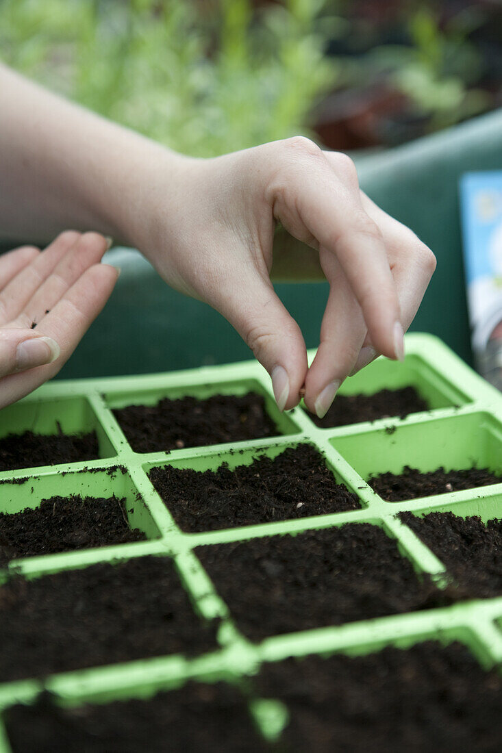 Sowing radish 'French Breakfast' seeds