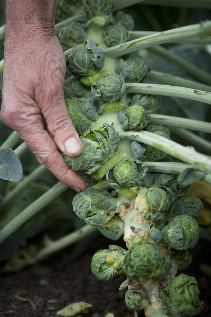 Brussels sprouts (Brassica 'Maximus')