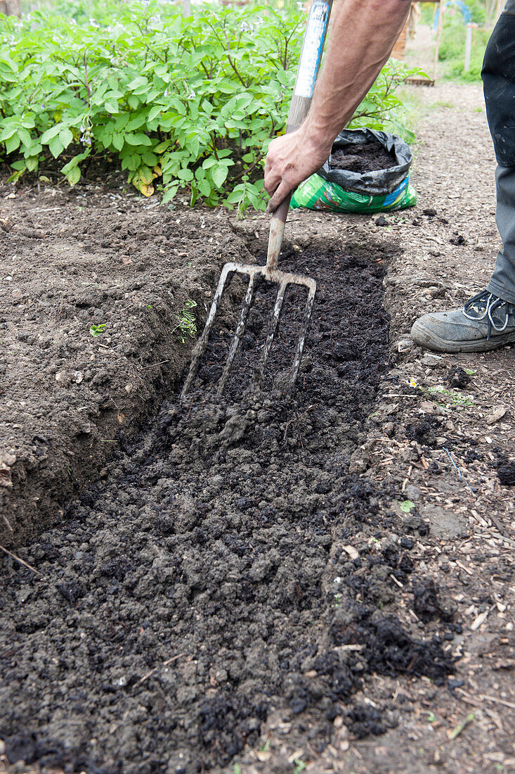 Filling dug-out vegetable patch with organic matter