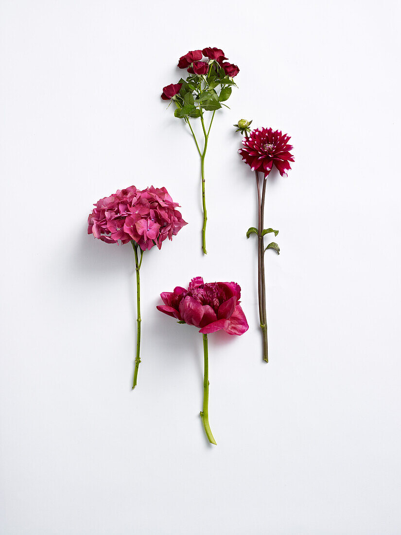 Flowers for flower arranging