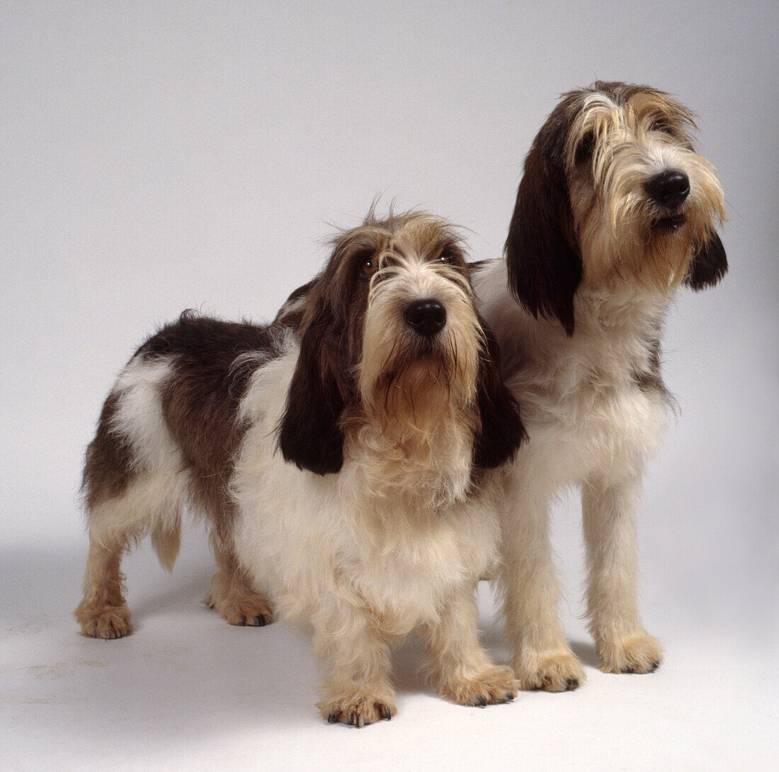 Grand and petit basset griffon vendeens