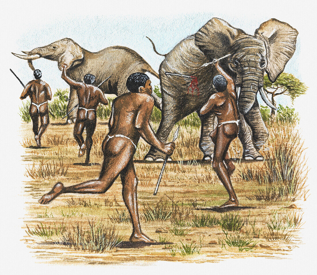 Elephants being slaughtered for their ivory, illustration