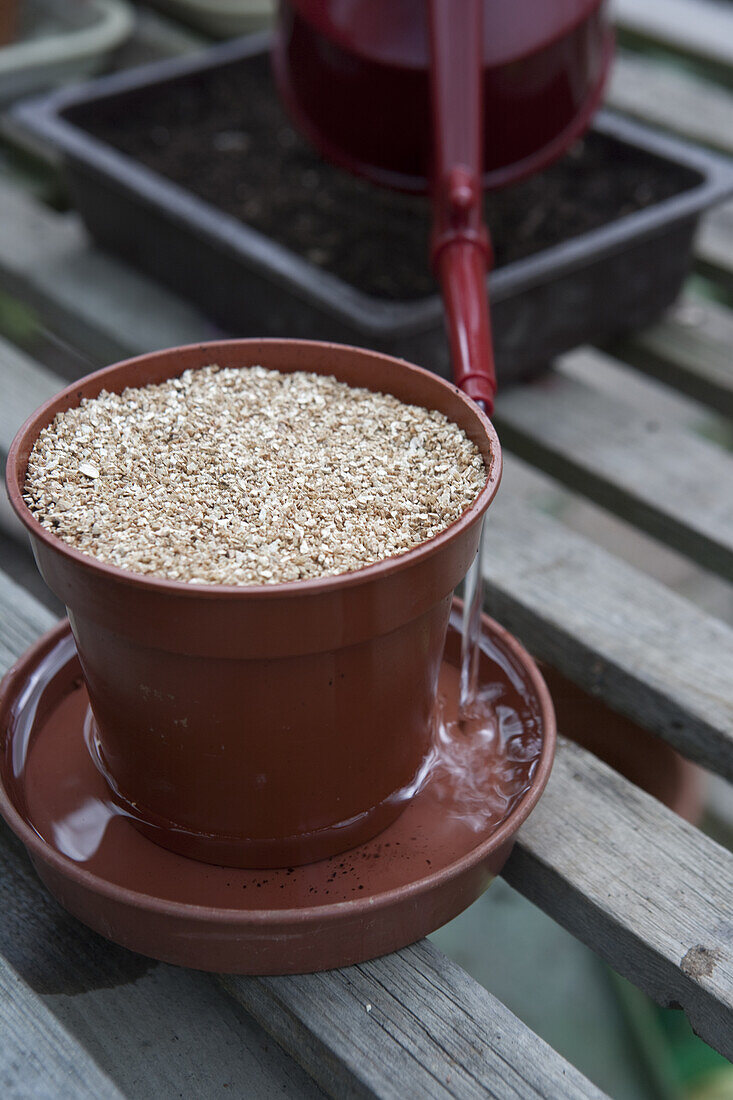 Sowing watercress (Nasturtium officinale) seeds