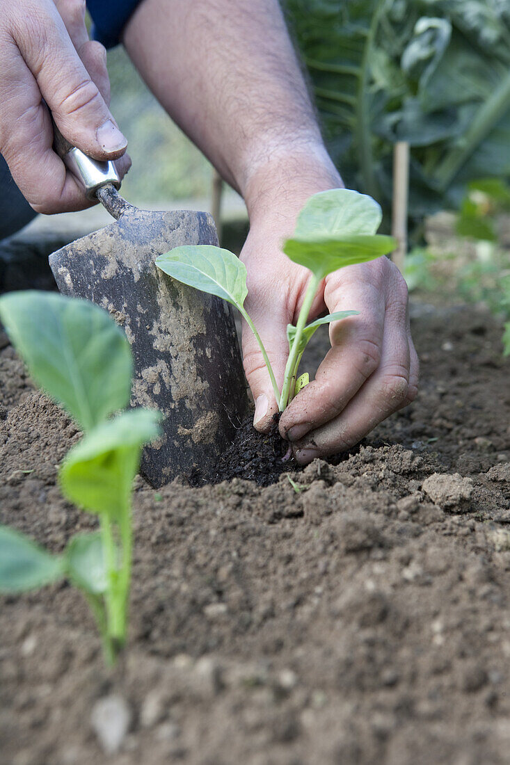 Planting out brussels sprouts (Brassica 'Maximus')