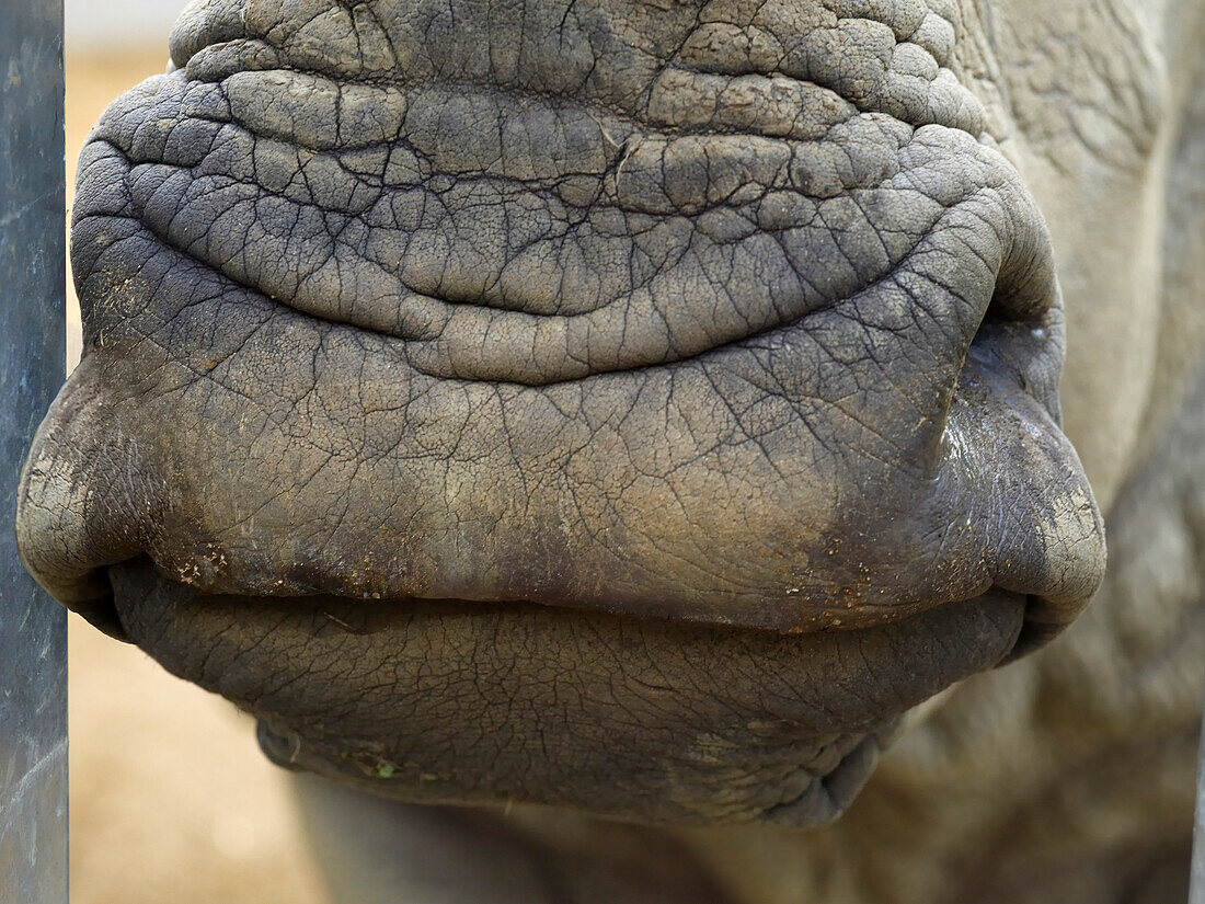 Nostril and mouth of white rhinoceros