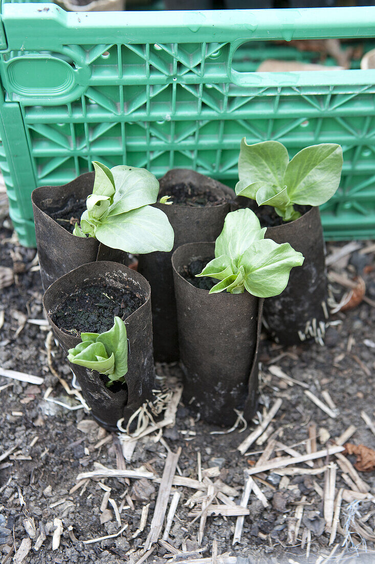 Hardening off broad bean seedlings in growing tubes