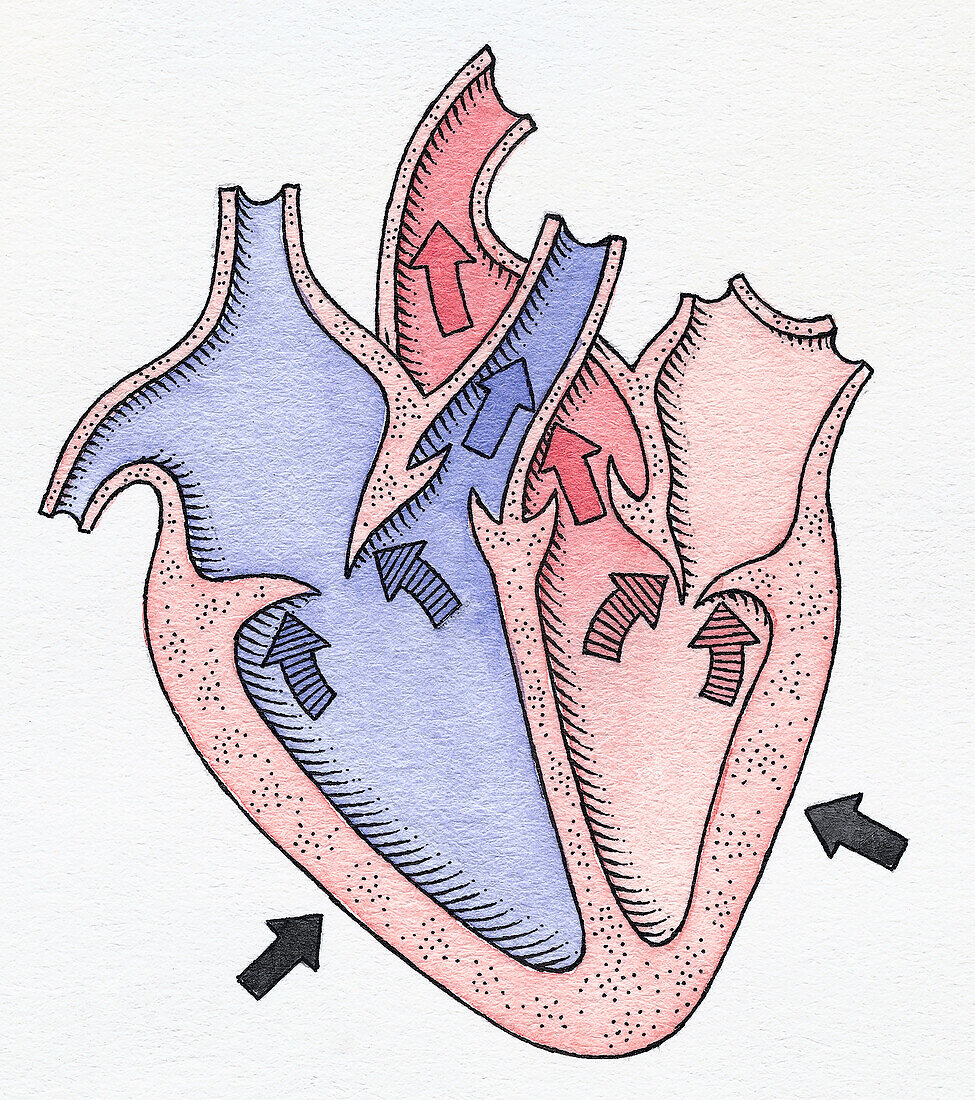 Blood flow around the heart, illustration