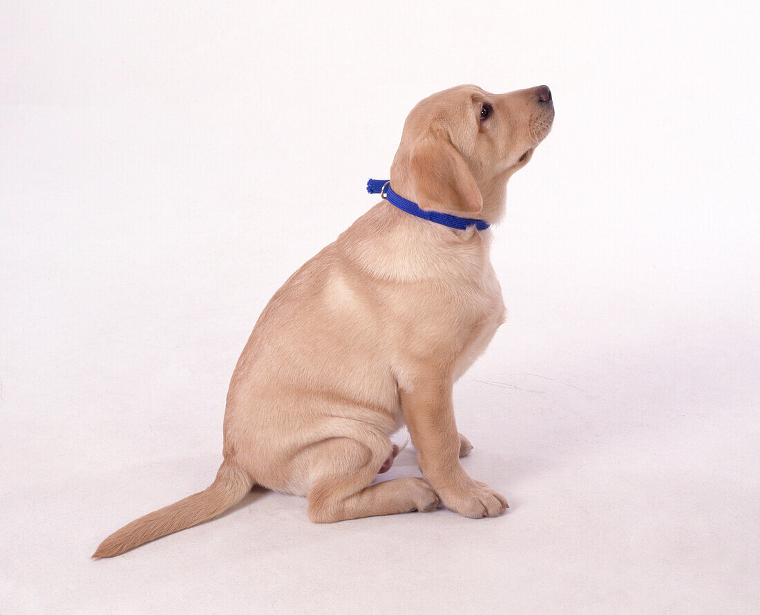 Labrador puppy wearing a blue collar