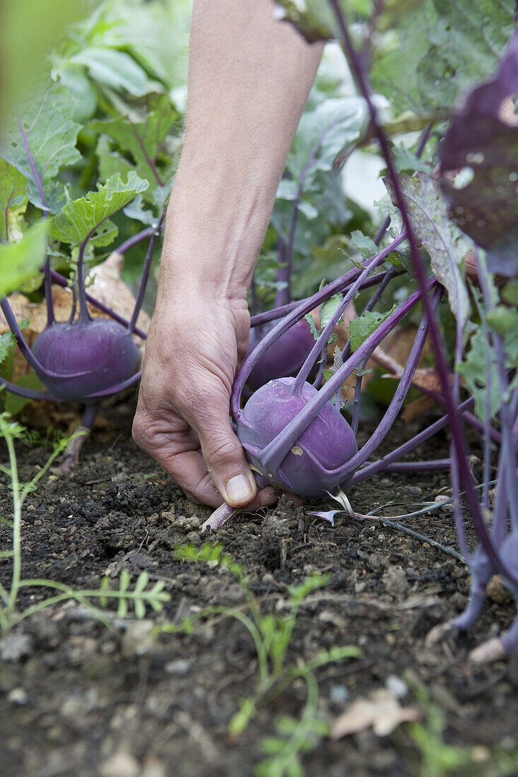 Harvesting purple kohlrabi vegetable from garden