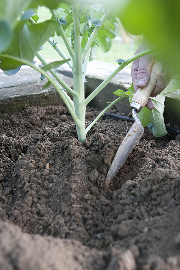 Pushing soil up around Brussel sprout plant stalk