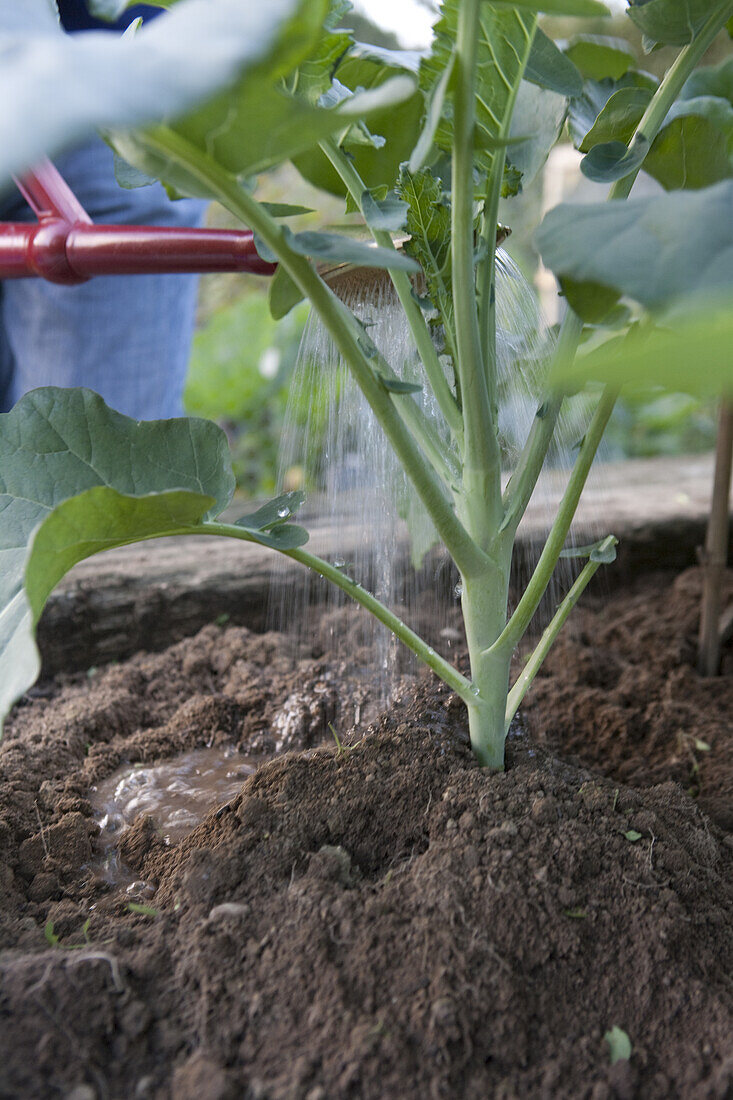 Watering Brussel sprout crop using a watering can