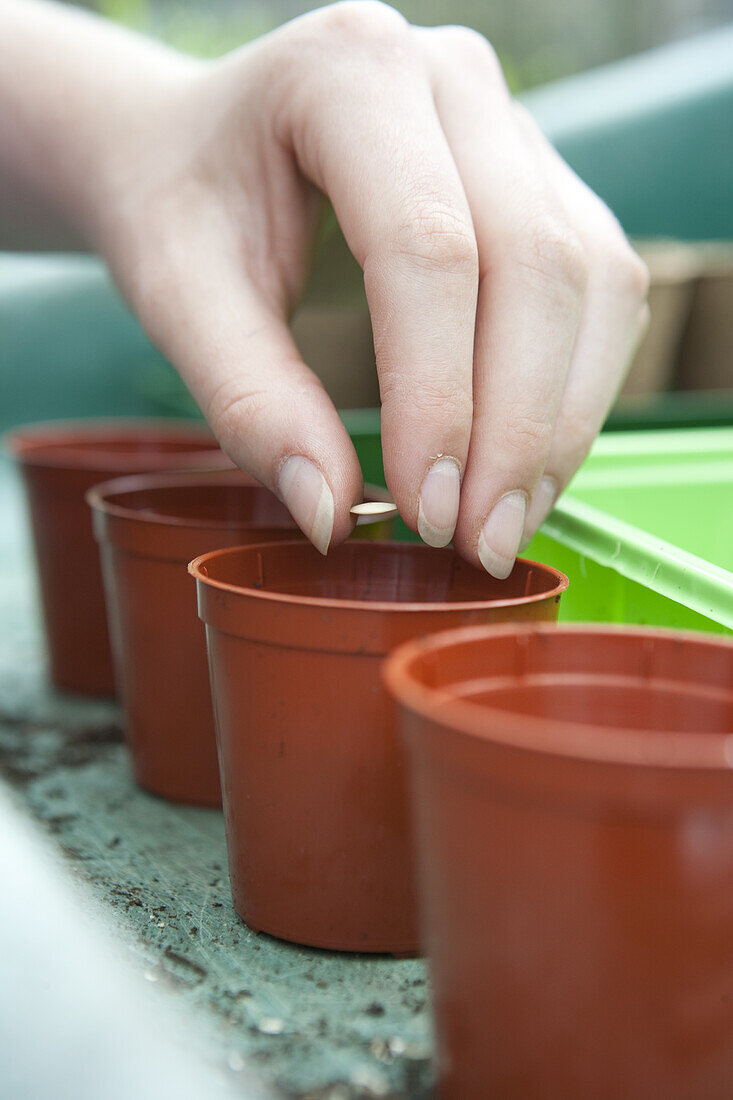 Sowing cucumber seeds in pots of compost