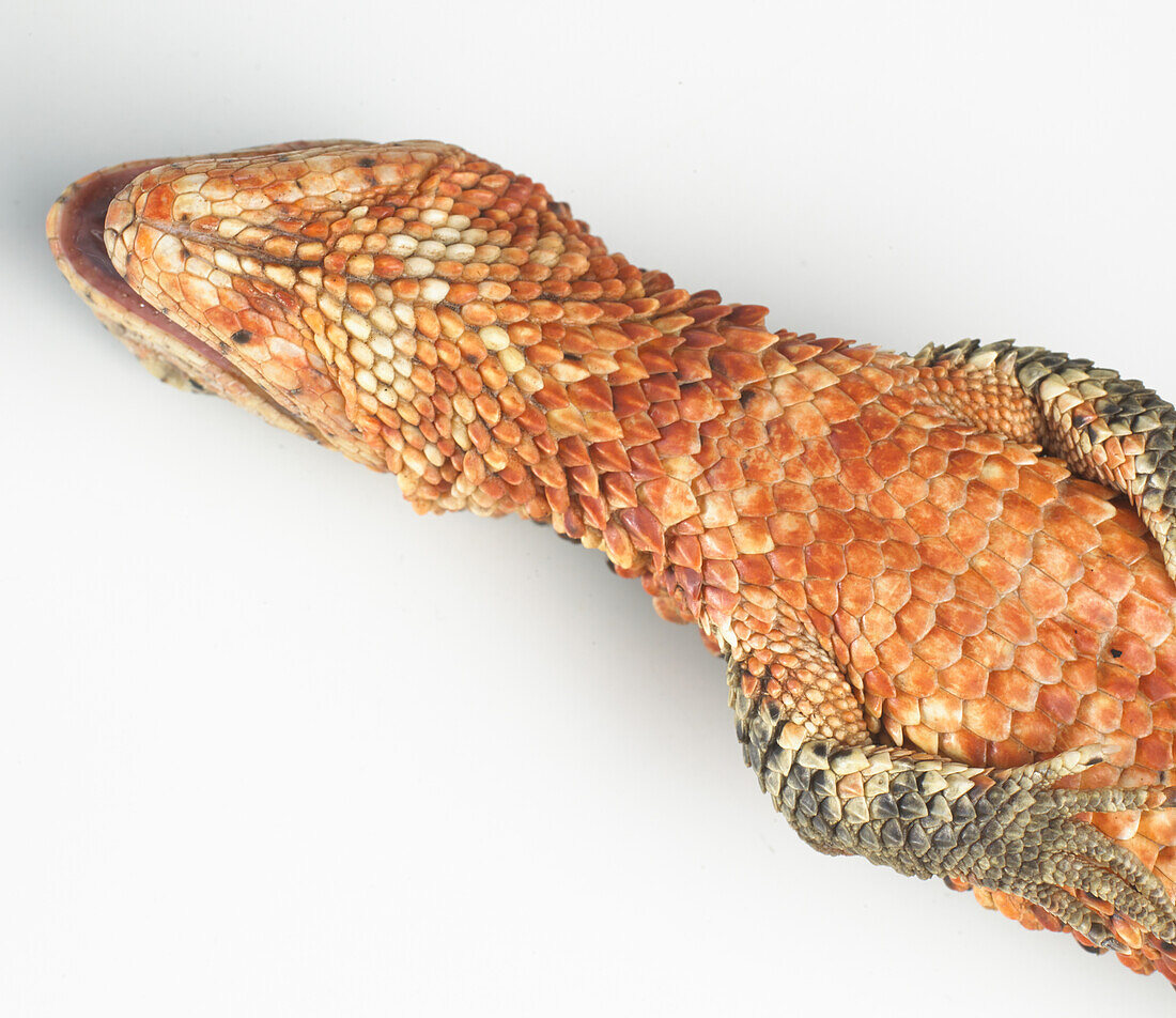 Throat and underside of chinese crocodile lizard