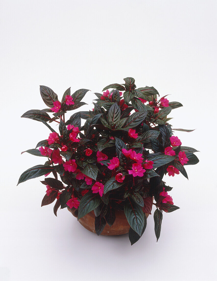 Busy Lizzie (Impatiens walleriana) potted plant