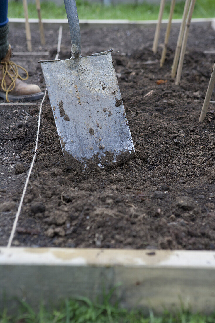 Creating a potato planting trench with a spade