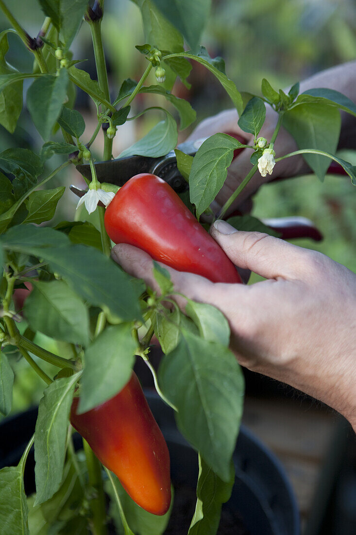 Harvesting sweet pepper using secateurs