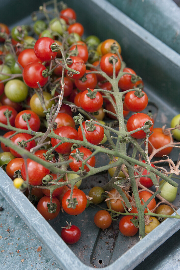Harvested cherry tomatoes 'Gardeners Delight'