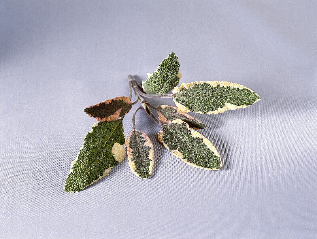 Fresh sprig sage of mottled green, cream, and pink leaves
