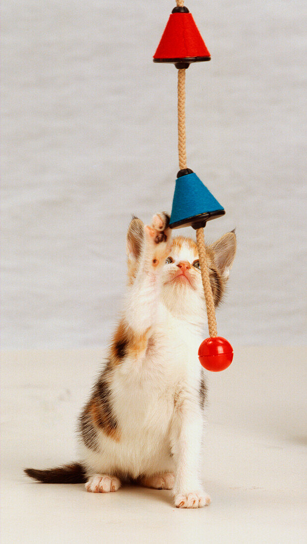Tabby and white kitten catching toy dangling on a string