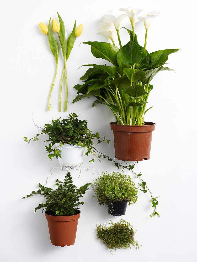 Plants for creating a plantique