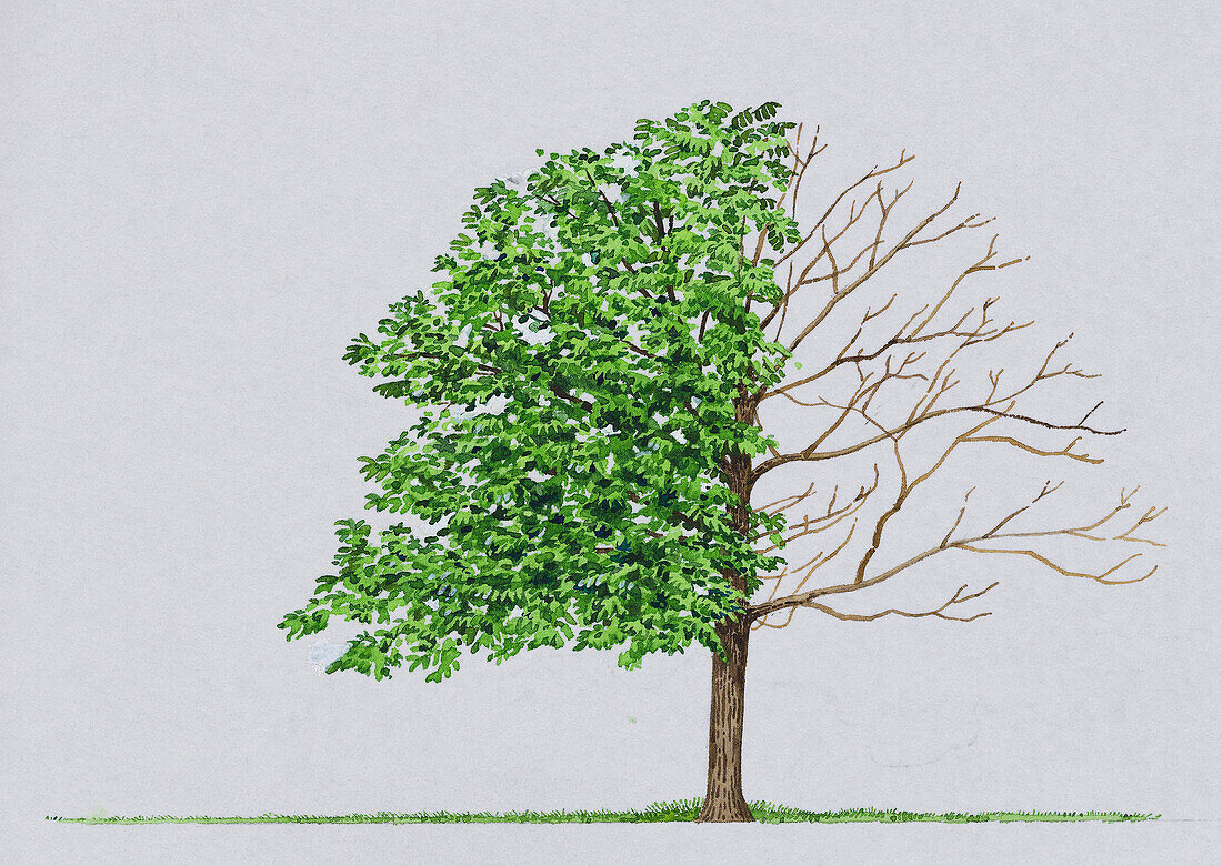 Japanese walnut (Juglans ailantifolia), illustration