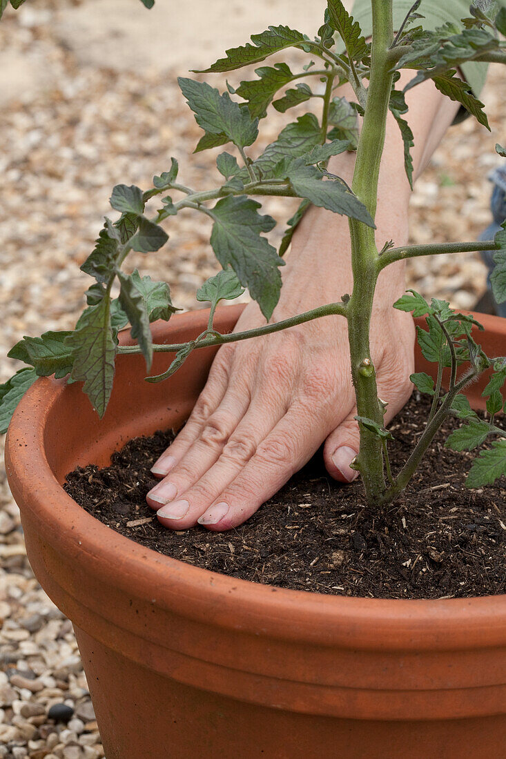 Planting grafted tomato 'Conchita' plant
