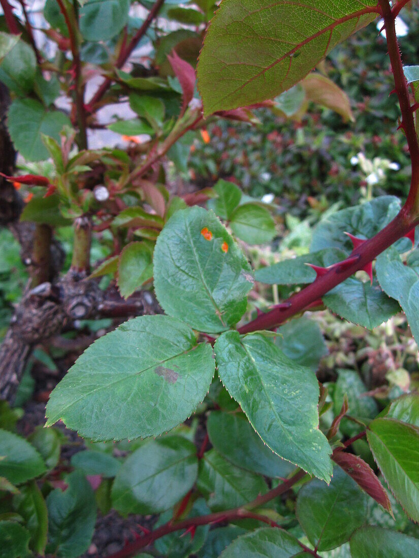 Rose leaves showing signs of rose rust