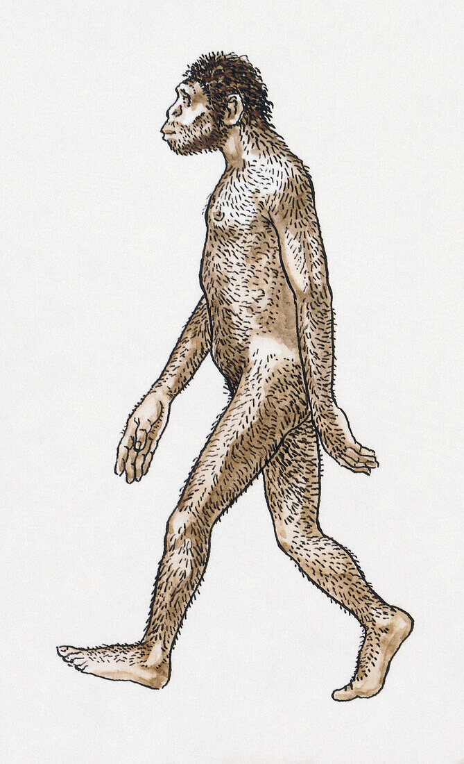 Australopithecus afarensis, illustration