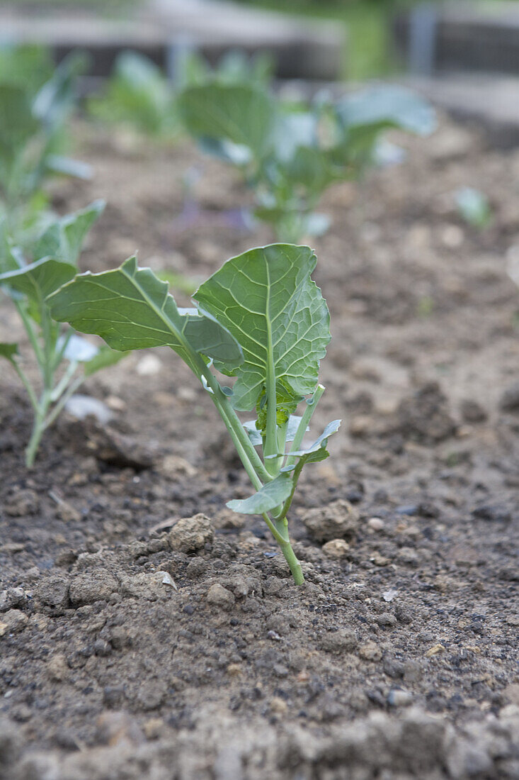 Brussels sprouts (Brassica oleracea 'Maximus') seedling