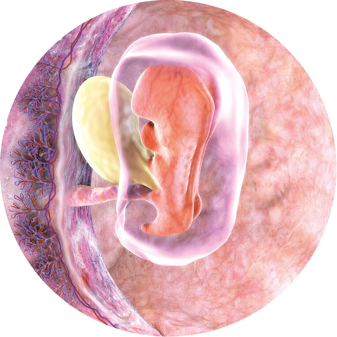 Developing embryo in the womb at 5 weeks, illustration