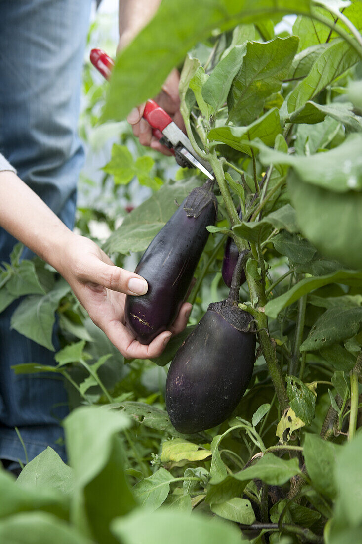 Harvesting aubergine (Solanum melongena)