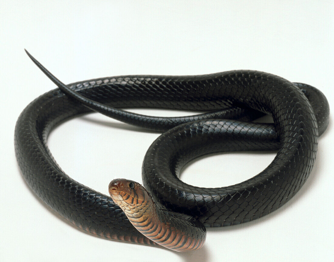 Overhead view of an indigo snake (Drymarchon couperi)