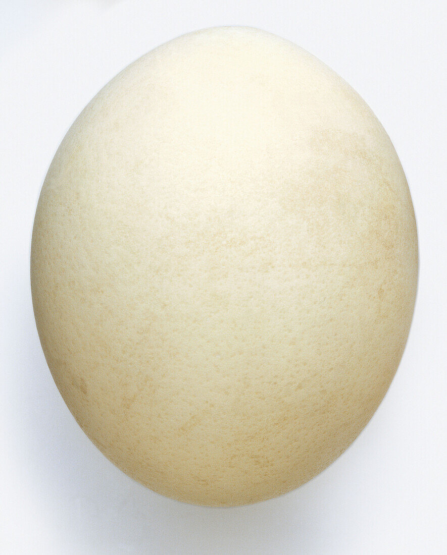 Large white ostrich egg