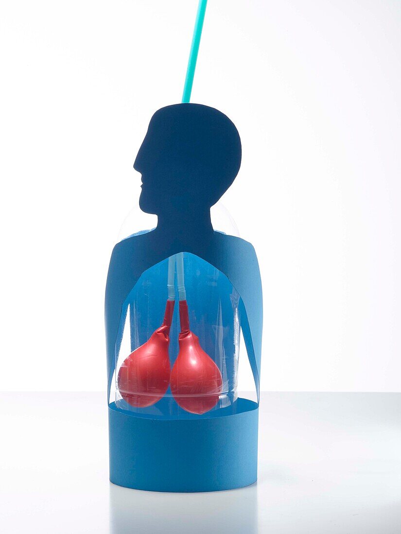 Model of a body with inflated lungs