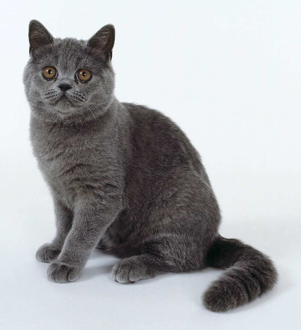 Blue Exotic Shorthair Cat
