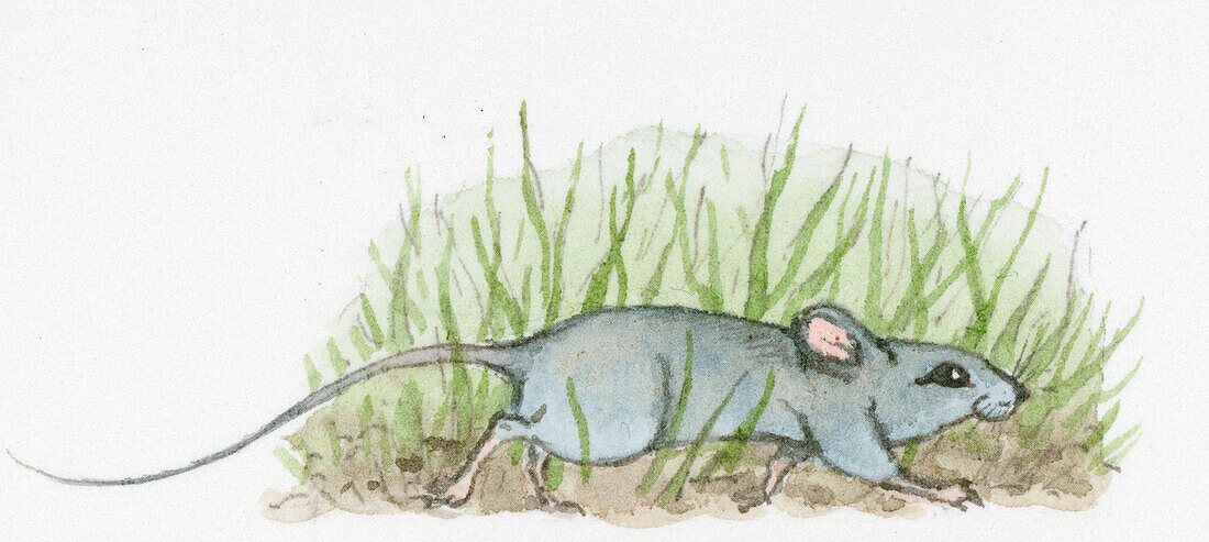 Small mouse walking on the ground with grass, illustration