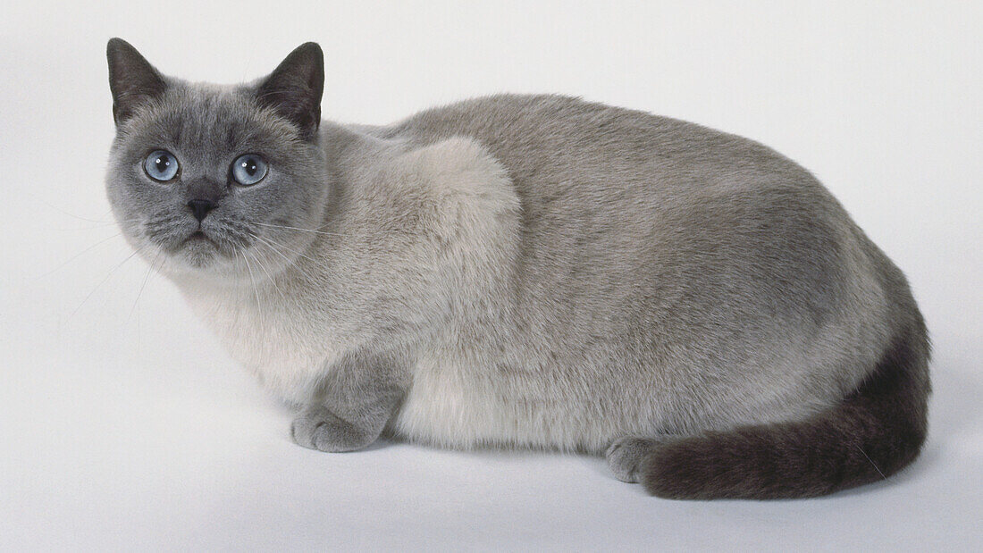 Blue point European shorthair cat