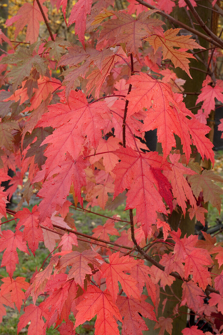 Maple (Acer x freemanii Autumn Blaze ('Jeffersred'))