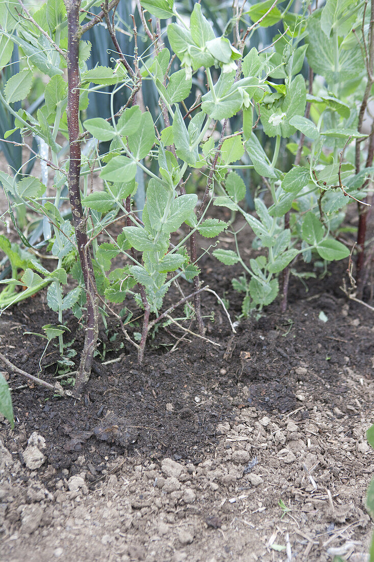 Mange tout (Pisum sativum var saccharatum)